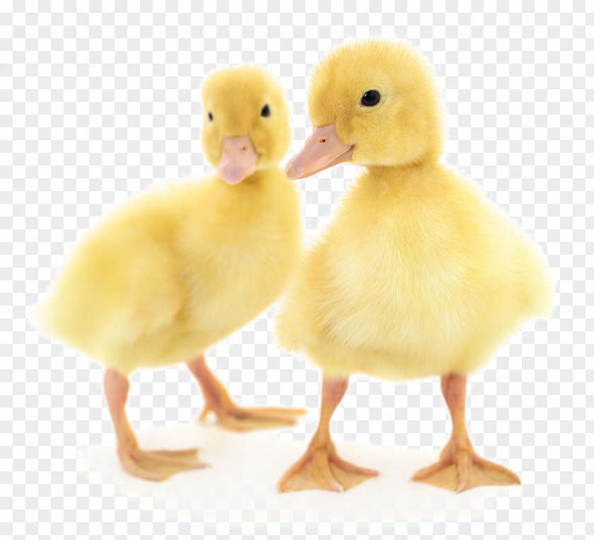 A Cute Little Duck Stock Photography PNG