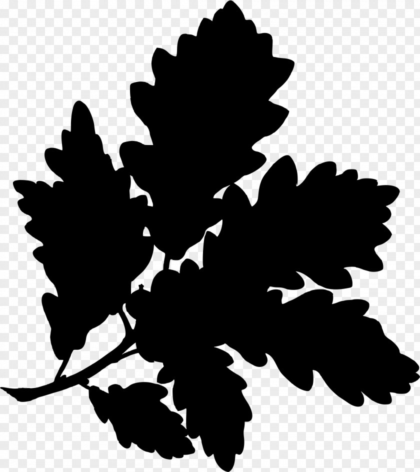 Acorn English Oak Water Sessile Gambel Botanical Illustration PNG