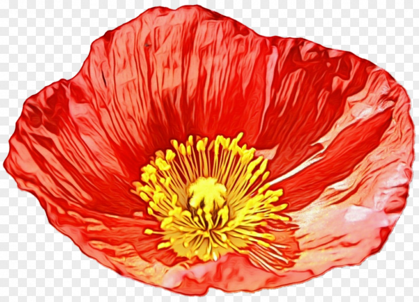 Coquelicot Oriental Poppy Flower Petal Red Plant PNG