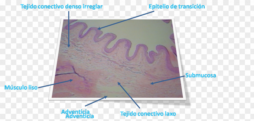 Lengua Urinary Bladder Submucosa Lamina Propria Smooth Muscle Tissue Optical Microscope PNG