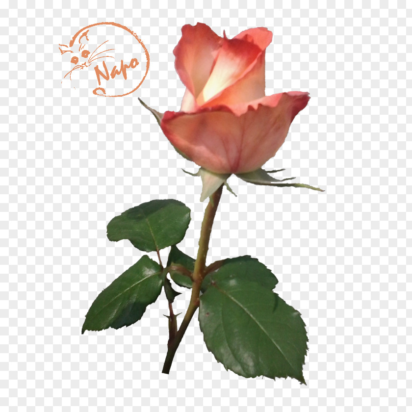 Tuberose Garden Roses Cabbage Rose China Floribunda PNG