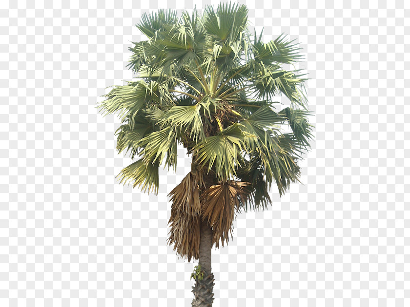 Borassus Flabellifer Mexican Fan Palm Arecaceae Wodyetia Tree PNG