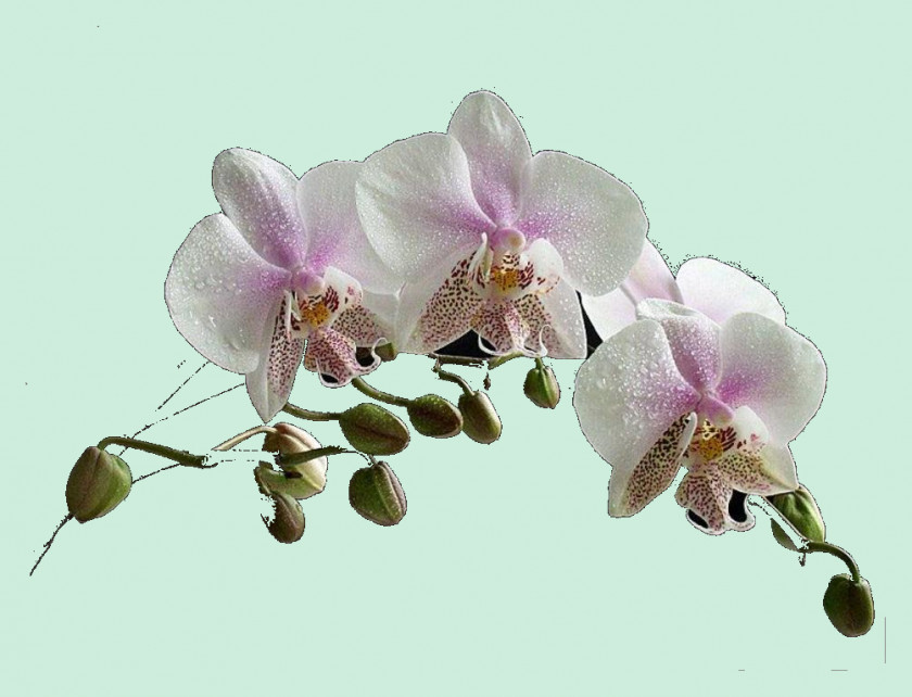 Moth Orchids Flower Paphinia PNG