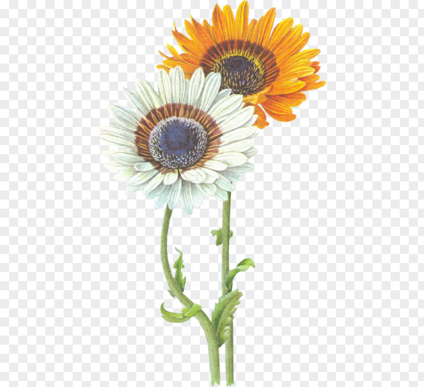 Flower Common Sunflower Transvaal Daisy PNG