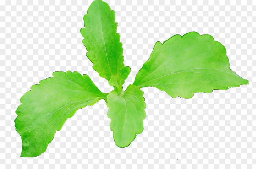 Herbal Leaf Vegetable Green Tea PNG