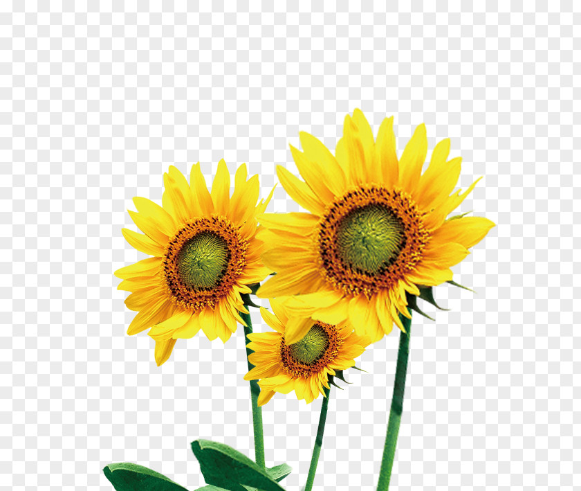 Sunflower Photos Common PNG