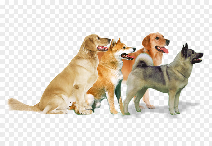 Puppy Pattern Dog Breed Cat PNG