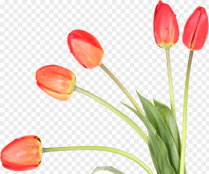 Tulips Tulip Flower Desktop Wallpaper Plant PNG