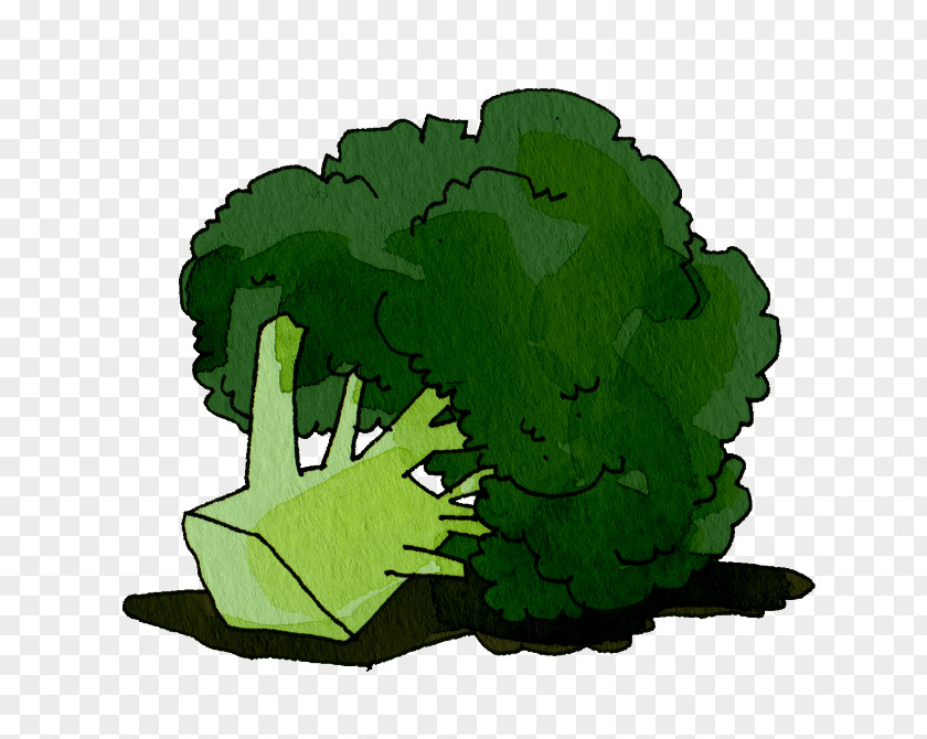 Vegetable Illustration Brassica Oleracea Var. Italica Broccoli Food PNG