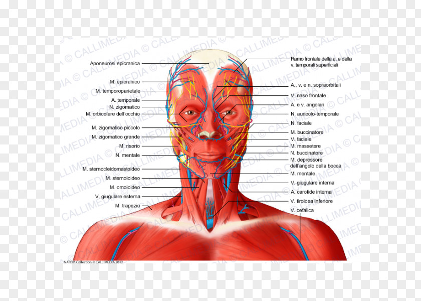 Anterior Triangle Of The Neck Head And Anatomy Posterior Muscle PNG