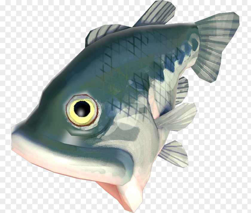 Fish Bony Fishes Oily PNG