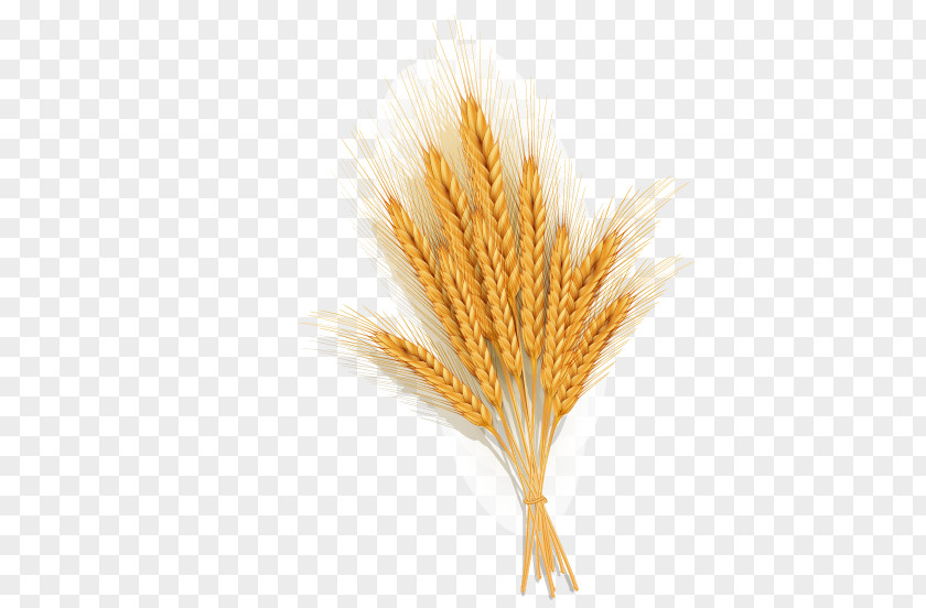 Golden Wheat Vector Material Euclidean Icon PNG