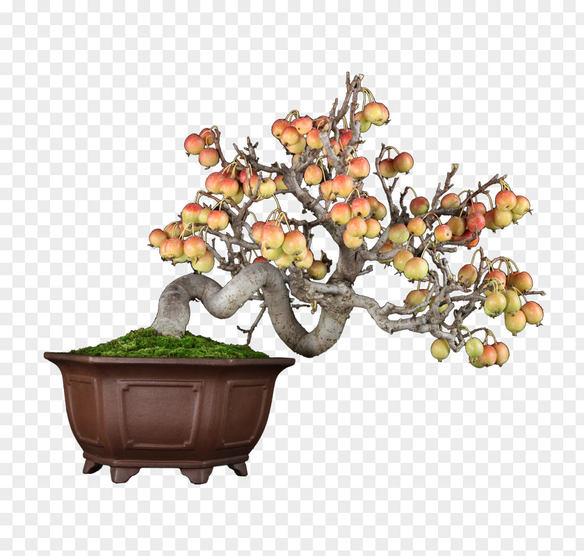 Plum Blossom Bonsai Chinese Sweet Flowerpot Tree Sageretia PNG
