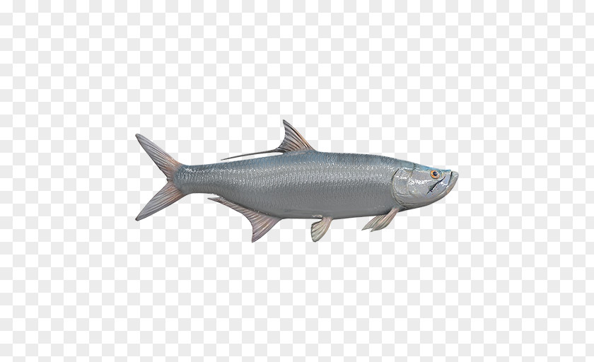 Salmon Fish Sardine Oily Coho 09777 Anchovy PNG