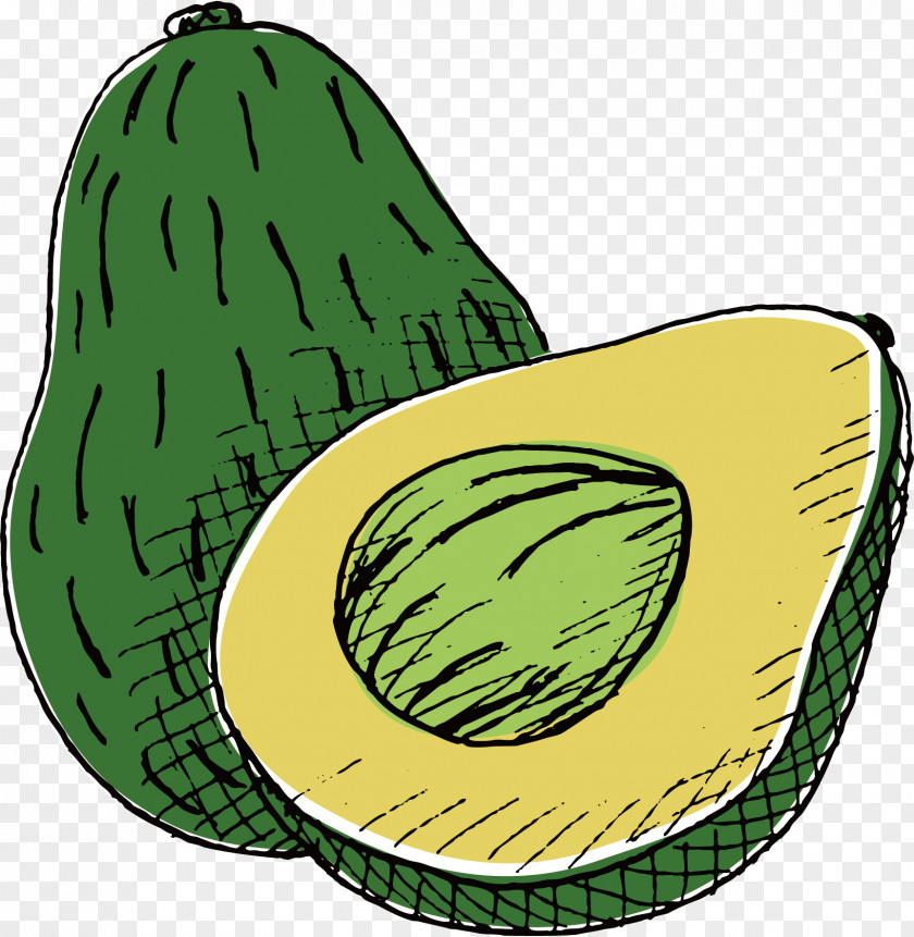 Vector Hand-painted Avocado Drawing PNG