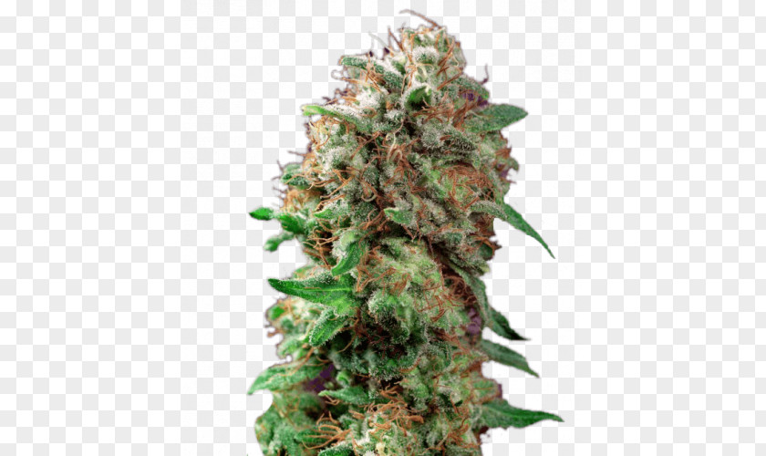 Zip Of Weed Barneys Farm Shop Kush Autoflowering Cannabis Seed PNG
