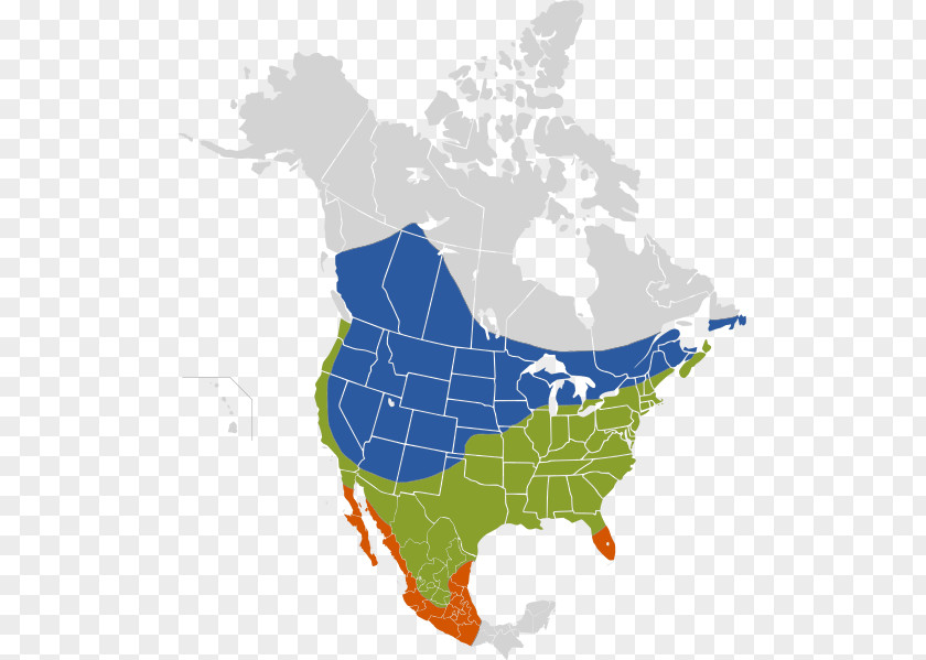 Bird Brown-headed Cowbird Brood Parasite Eastern Phoebe United States Of America PNG