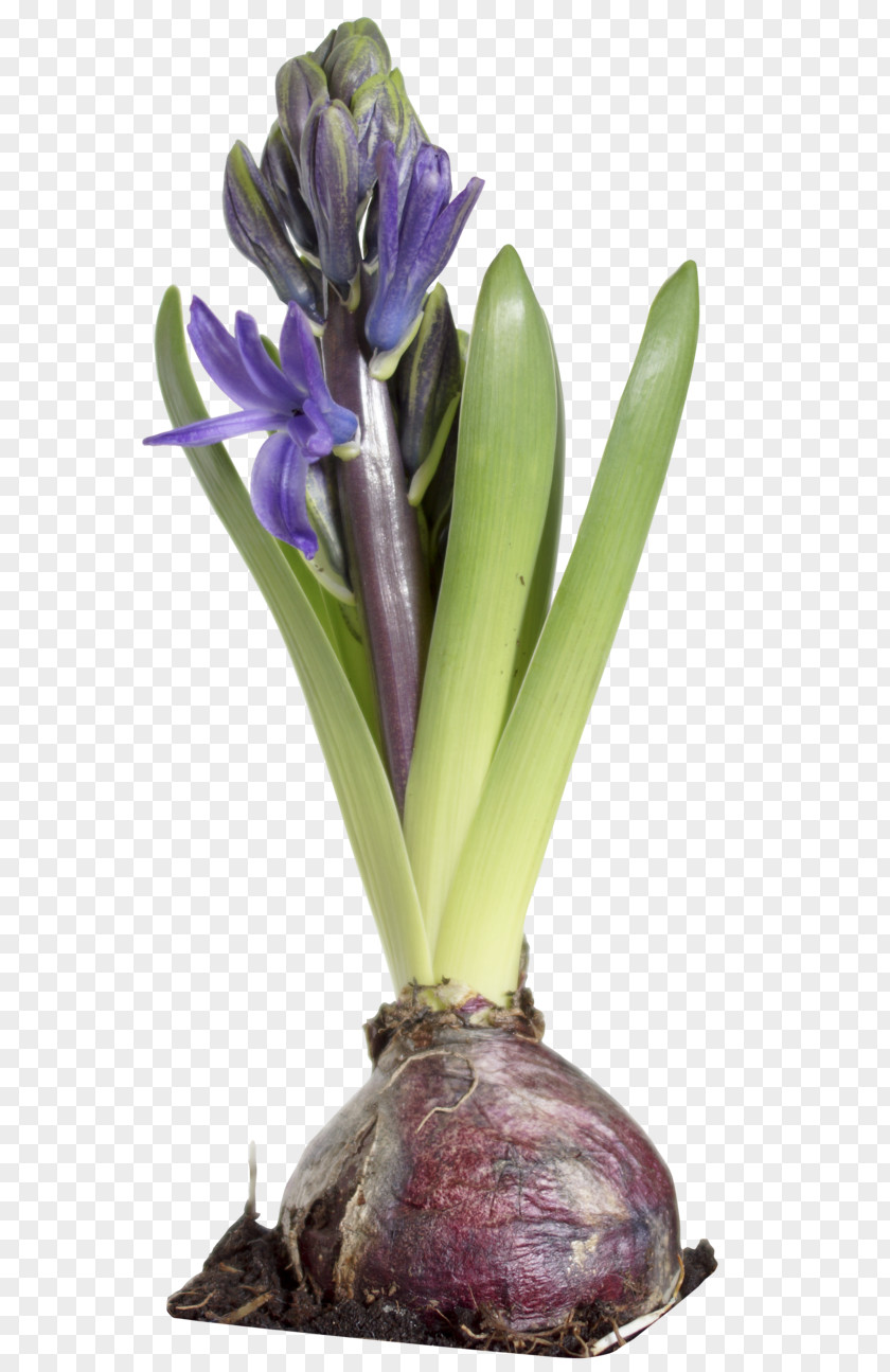 Hyacinth Hyacinthus Orientalis Plant Flowerpot PNG