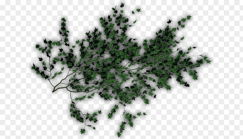 Leaf Evergreen Pine Family PNG