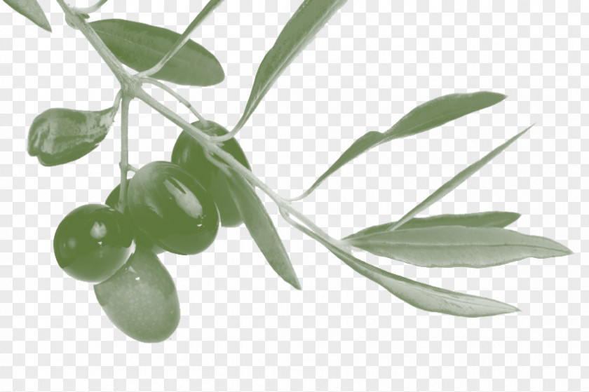 Olive Branch Greek Cuisine Mediterranean Basin Spanish PNG