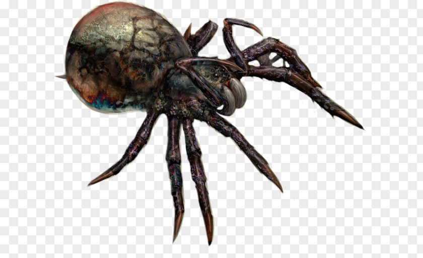 Spider Angulate Orbweavers Thedas Dragon Age Ferelden PNG