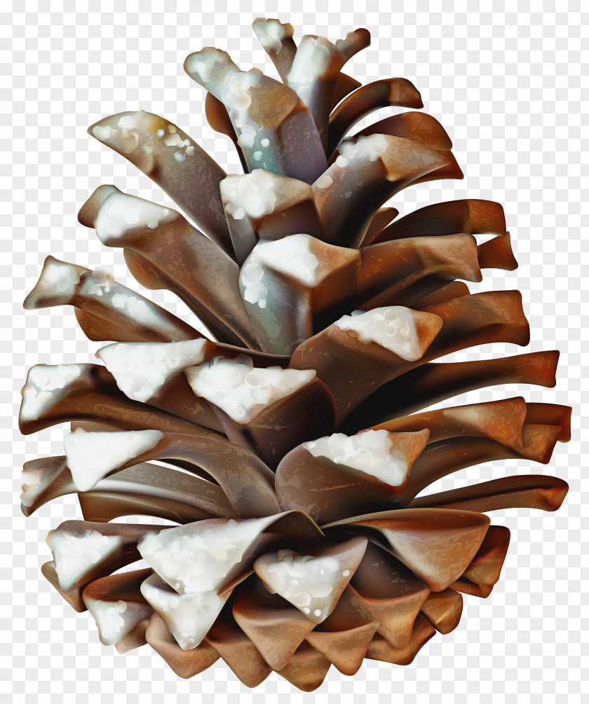 White Pine Natural Material Sugar Conifer Cone Oregon Plant PNG