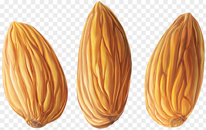 Almond Clipart Nut Clip Art PNG