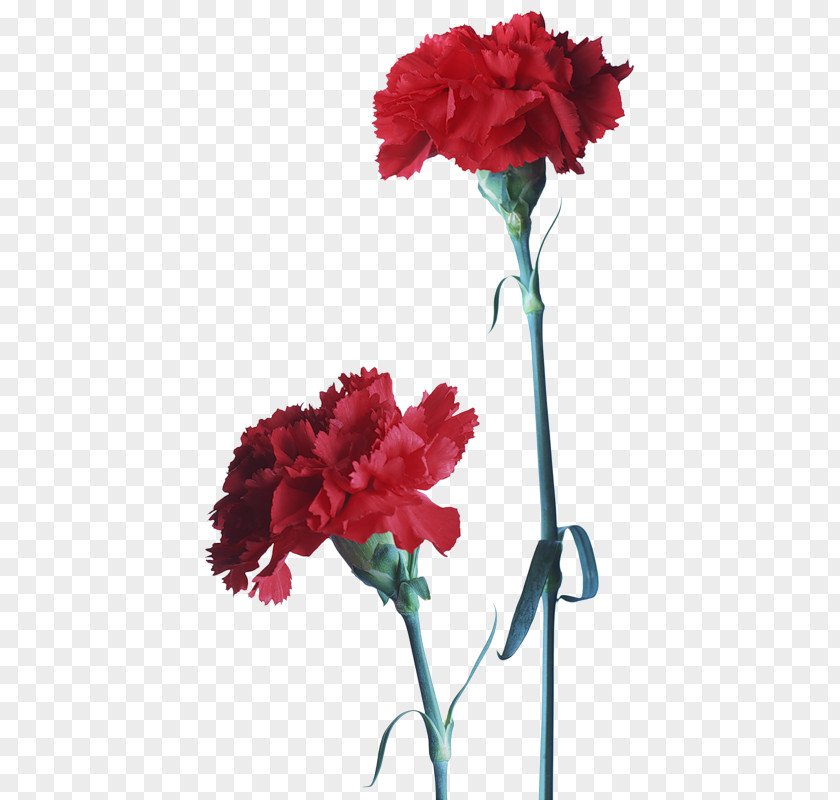 Flower Carnation Clip Art Cut Flowers Red PNG
