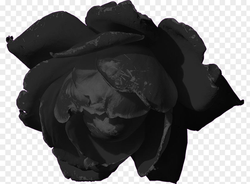 Goth Black Rose Darkness Poetry PNG