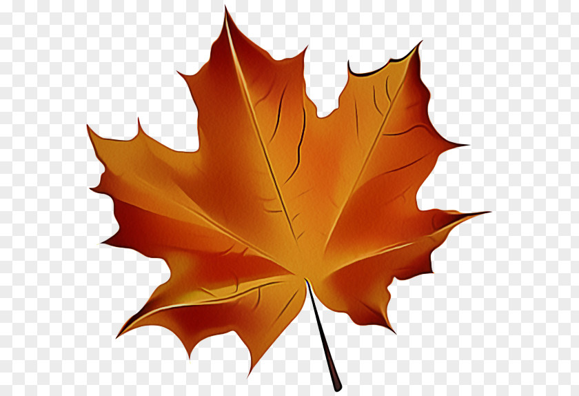 Maple Orange Leaf PNG