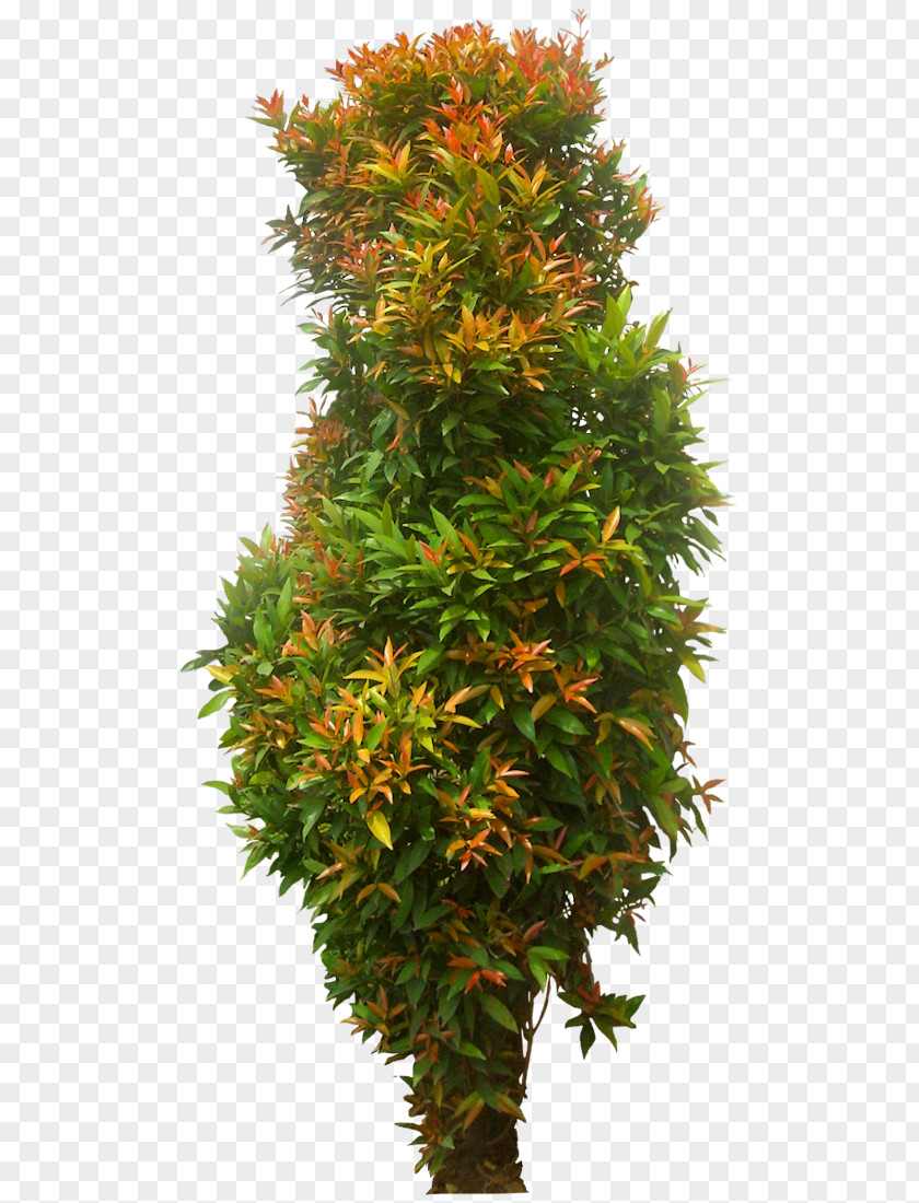 Potted Plant Syzygium Paniculatum Eugenia Shrub Tree PNG