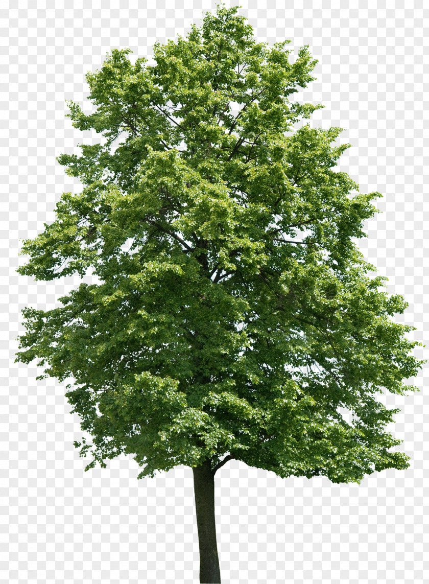 Tree Juglans Oak Birch Walnut PNG