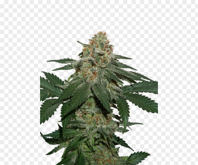 White Widow X Big Bud Kush Autoflowering Cannabis Seed Medical PNG