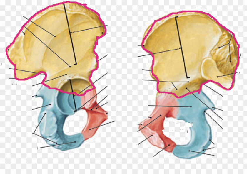 Coronoid Process Of The Ulna Pubic Crest Pubis Iliac Ischium Tubercle PNG