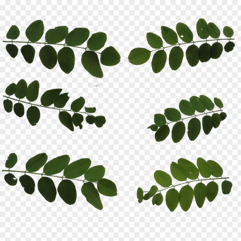 Leaf Plant Stem Font PNG