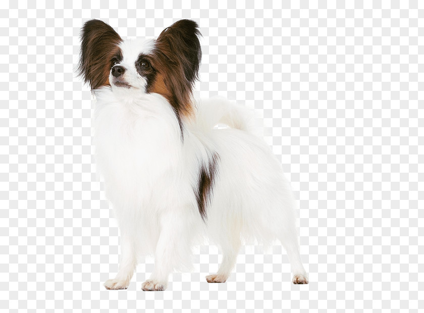 Puppy Papillon Dog Phalène Breed Companion PNG