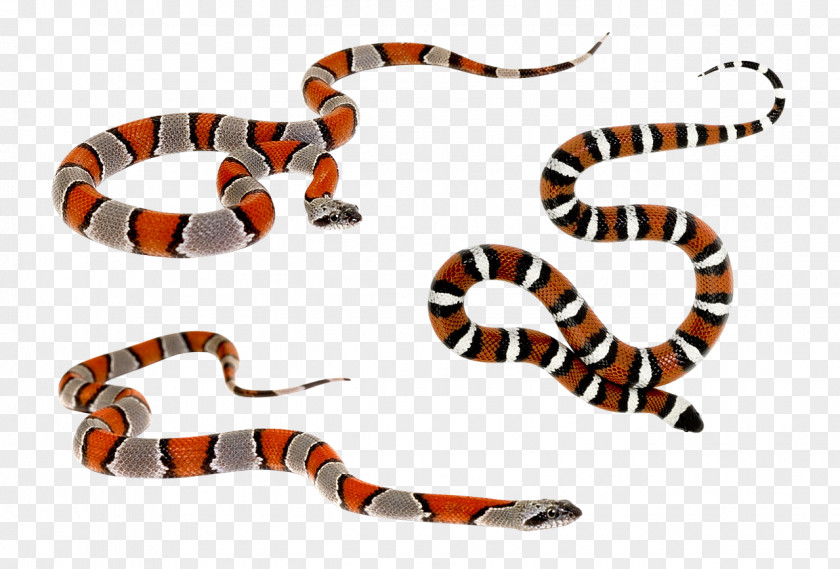 Color Pattern Of Snakes Milk Snake Reptile Teraristika PNG
