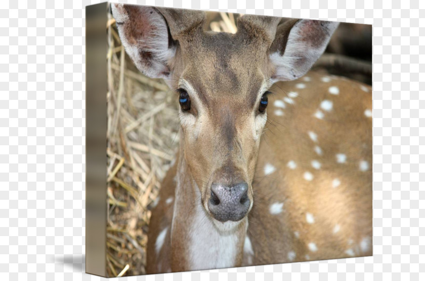 Deer White-tailed Hunting Chital PNG