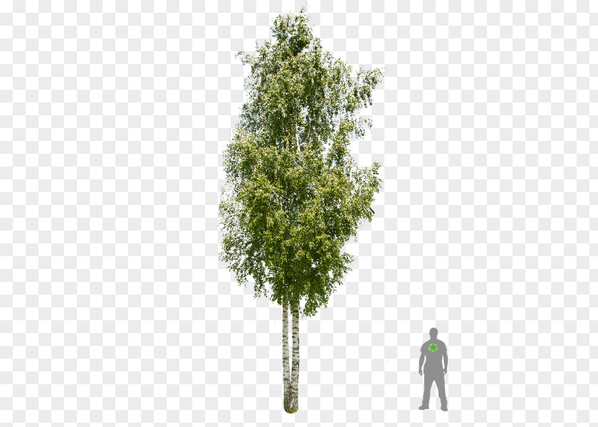 Tree Silver Birch American Sycamore Betula Pubescens PNG