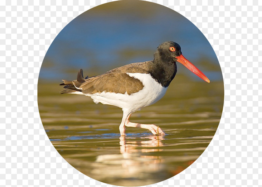 Bird Migration Atlantic Flyway Northeastern United States Animal PNG