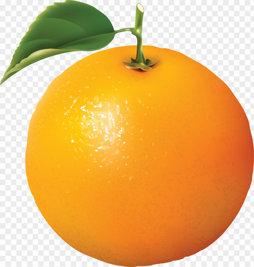 Citrus Orange Clip Art PNG