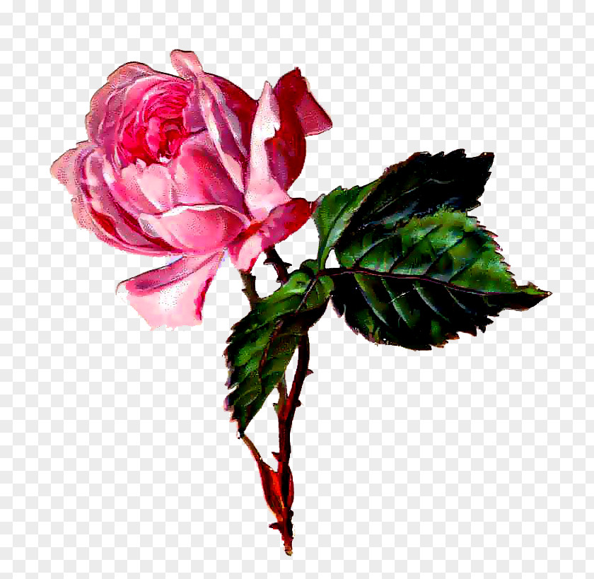 Flower Gfycat Drawing Garden Roses PNG
