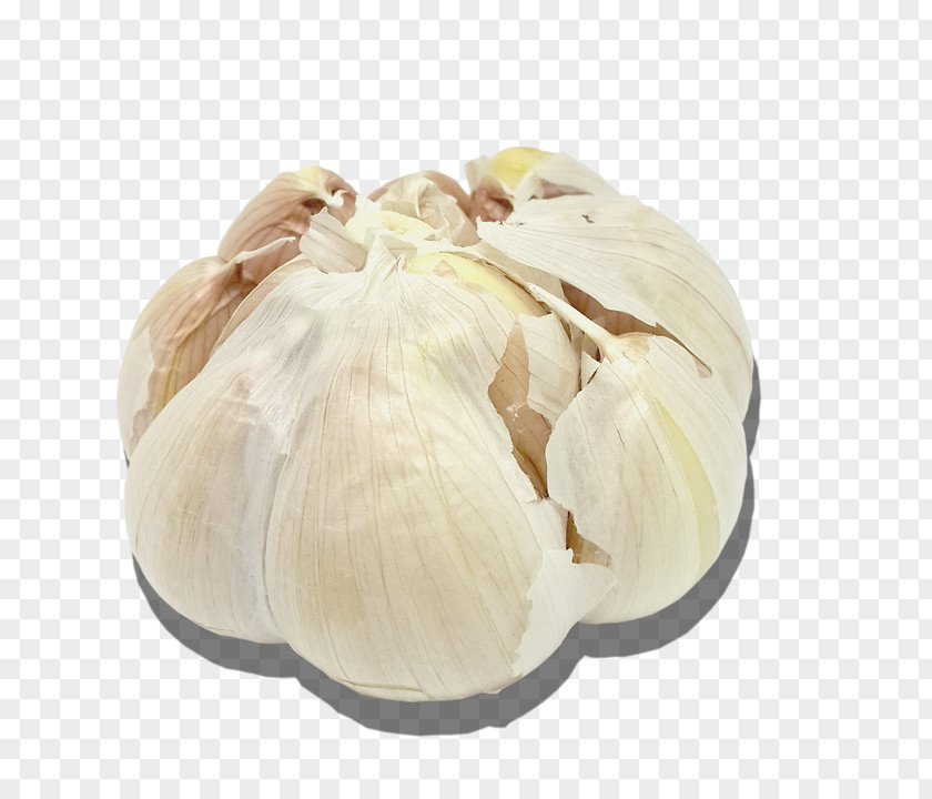 Garlic Transparency And Translucency Photography Download Architecture PNG