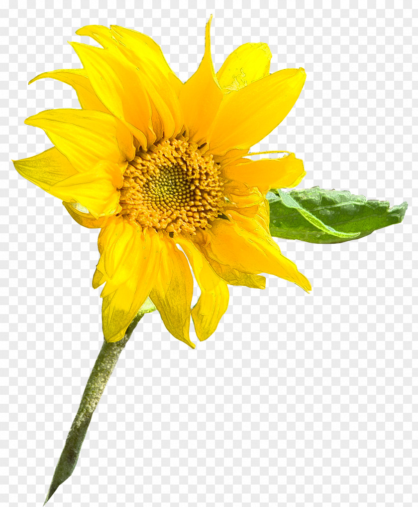 Pinterest Background Sunflower Seed Annual Plant M Sunflowers Petal PNG