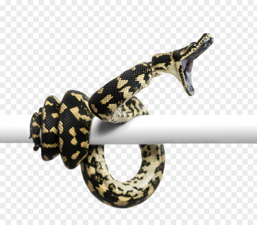 Asgore Badge Snakes Morelia Spilota Cheynei Reptile Burmese Python PNG