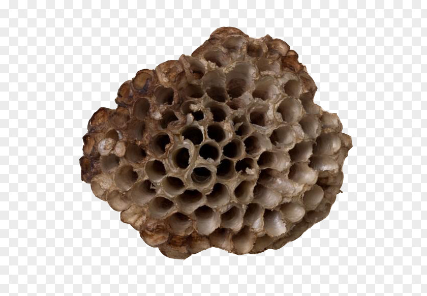 Empty Hornet's Nest Honeycomb Wasp PNG