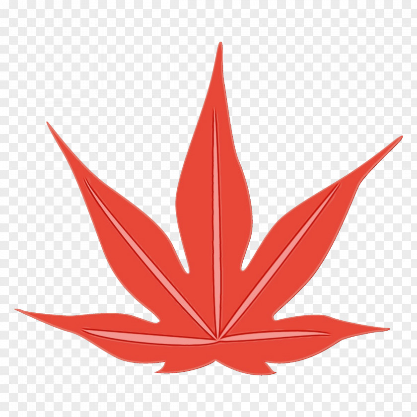 Plane Hemp Family Maple Leaf PNG