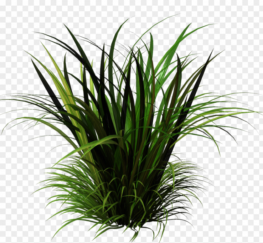Plants Sweet Grass Grasses Herbaceous Plant Vetiver Clip Art PNG