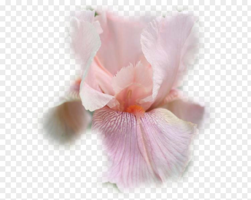 Smiley Sur Fond Transparent Irises Iris Croatica Moth Orchids Pink Close-up PNG