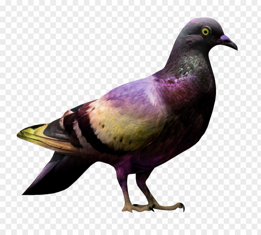 Bird Domestic Pigeon Columbidae Clip Art PNG